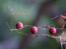 red berries source image